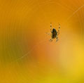 A spider at home in fall
