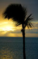 Palm tree sunset on Maui