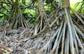 Interesting tree root system